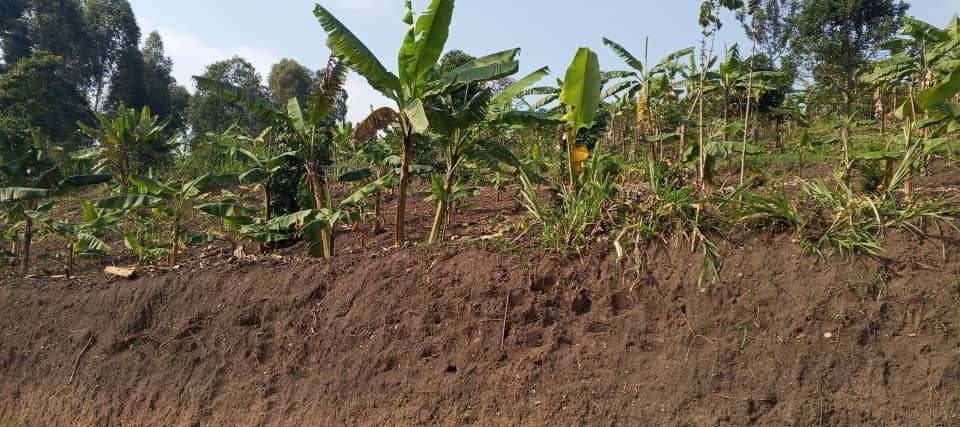 Champs de bananiers 1