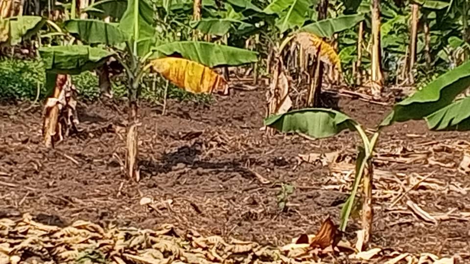 Champs de bananiers 2